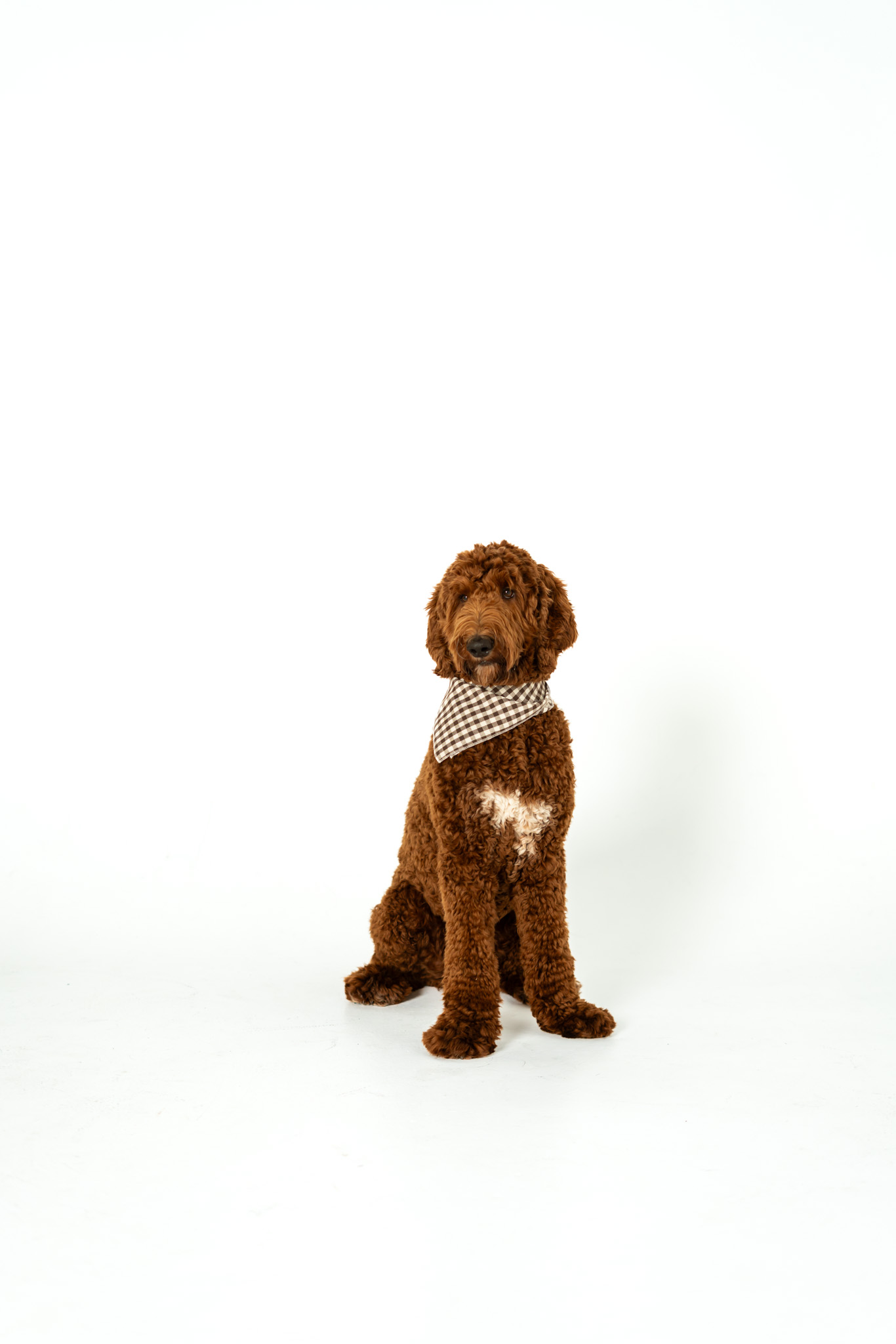 Benson sitting attentively against a white backdrop