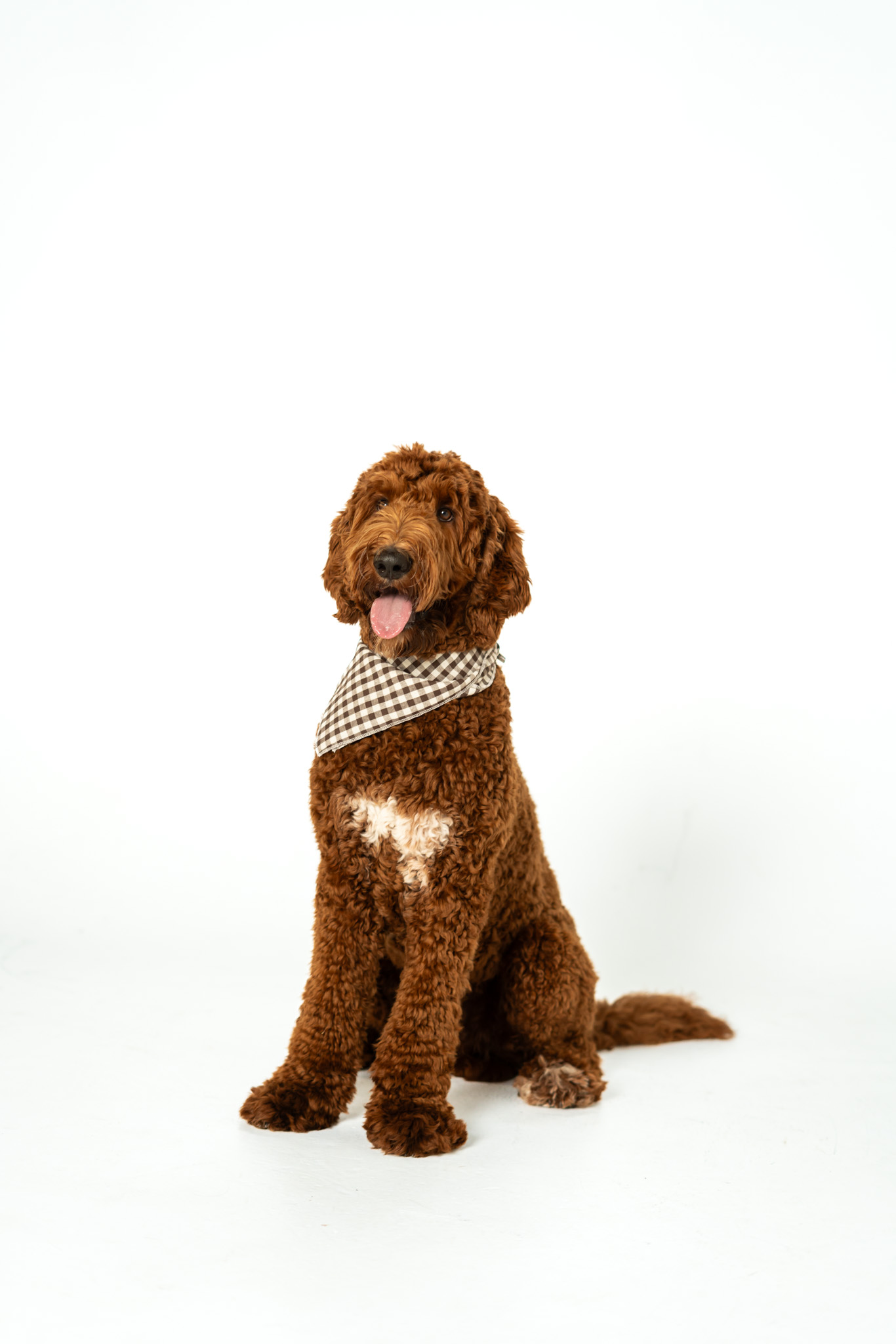 Benson sitting and smiling in a gingham bandana