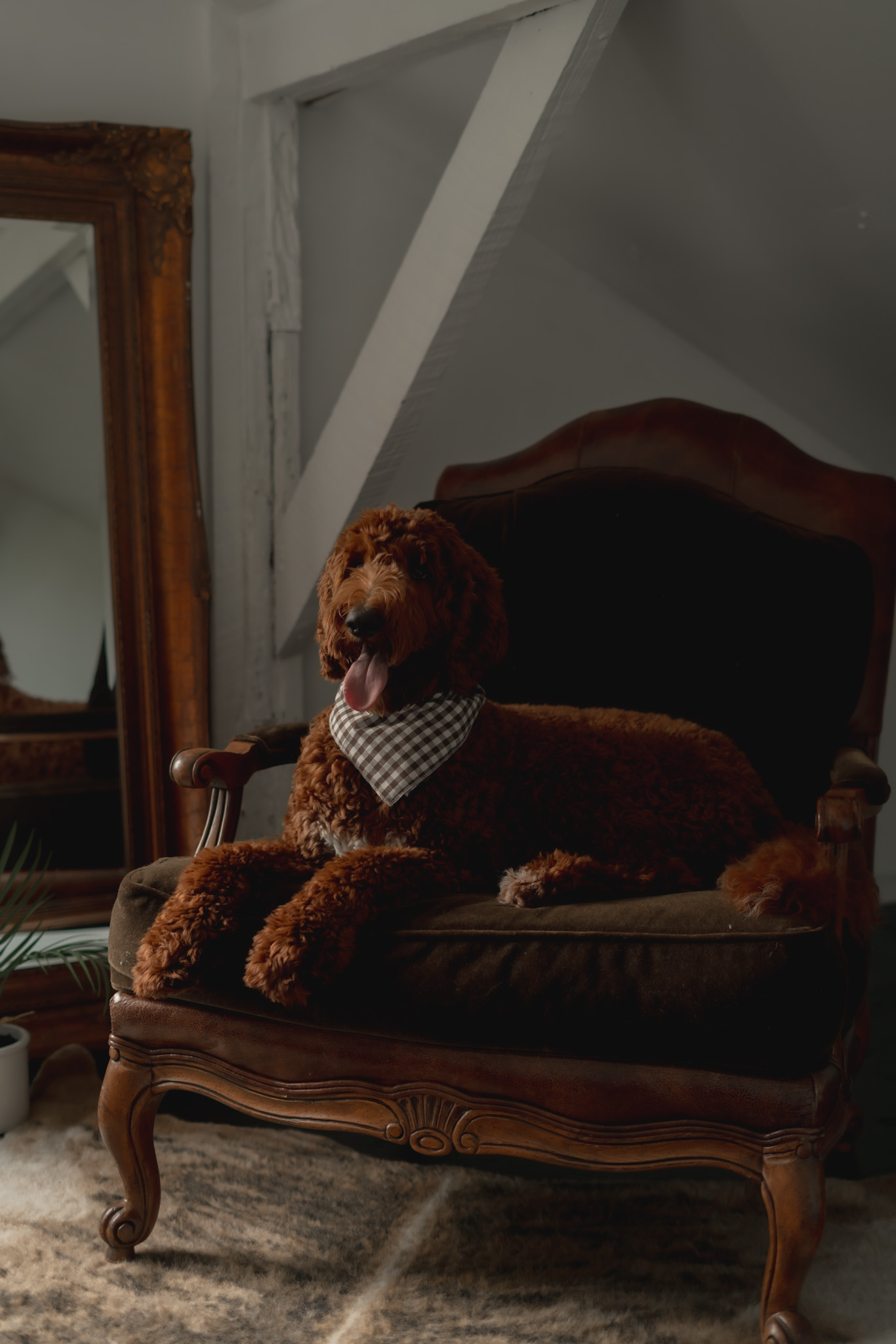 Benson lounging in a vintage armchair